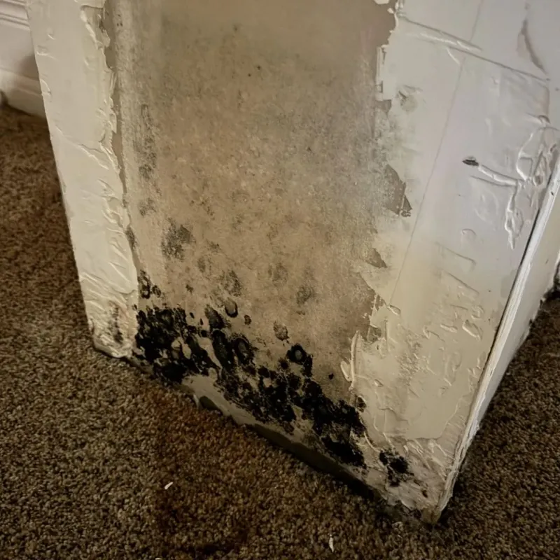 Professional Mold Removal in Burnet County, TX